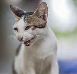 portrait of cat with blue eyes on white background