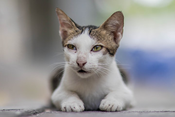 Fototapeta premium cat with eyes on blue background