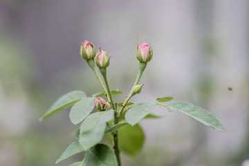 buds of flowers