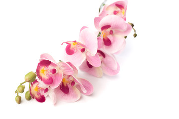beautiful pink Phalaenopsis orchid flowers, isolated on white background - Image.