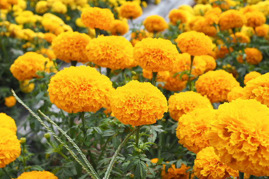 Marigold flowers in the meadow in flower garden