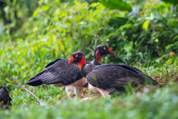 King vulture, Sarcoramphus papa, large bird found in Central and South America. Flying bird, forest in the background. Wildlife scene from tropic nature. Red head bird. Condor with open wing, Panama