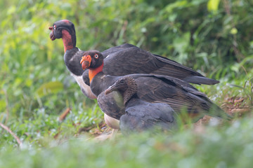 King vulture, Sarcoramphus papa, large bird found in Central and South America. Flying bird, forest in the background. Wildlife scene from tropic nature. Red head bird. Condor with open wing, Panama