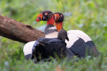 King vulture, Sarcoramphus papa, large bird found in Central and South America. Flying bird, forest...