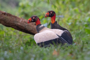 King vulture, Sarcoramphus papa, large bird found in Central and South America. Flying bird, forest in the background. Wildlife scene from tropic nature. Red head bird. Condor with open wing, Panama