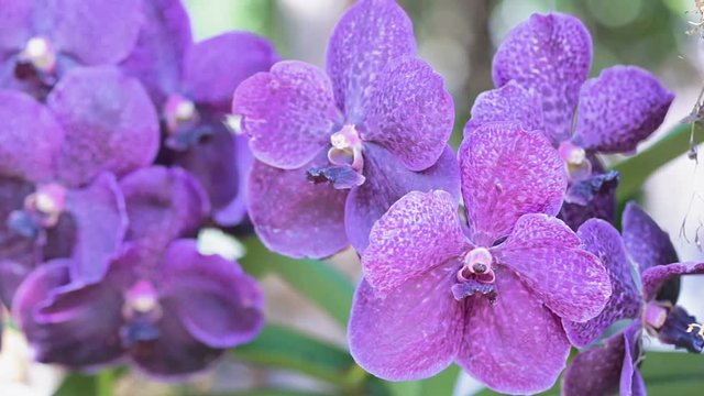 Orchid flower in orchid garden at winter or spring day for beauty and agriculture concept design. Vanda Orchid.