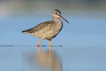 Spotted Redshank
