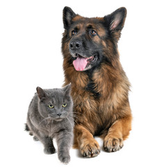 german shepherd and cat