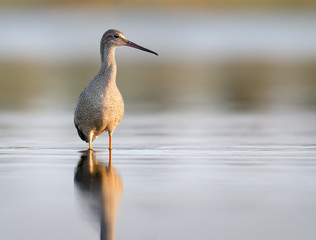Spotted Redshank