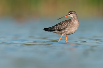 Spotted Redshank (Tringa erythropus)