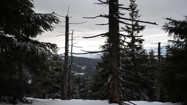 Trees during winter in Czech mountains Jesen&radic;&ne;ky