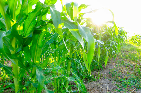 close up young corn seedling grows with sunshine in cultivate agricultural farm field - Image - Image
