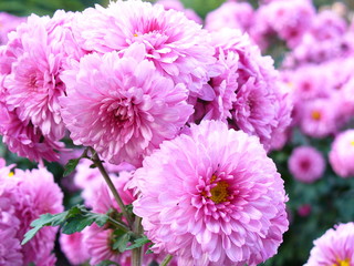 Beautiful flowers close-up