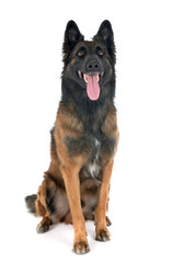 belgian shepherd tervuren