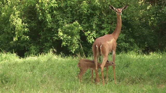 A gerenuk mother protecting her baby in the bush.mov