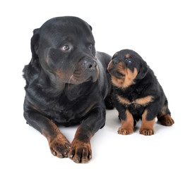 Fototapeta premium puppy and adult rottweiler