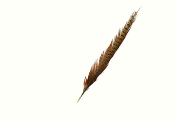 Feather with pheasant tail on a white background. © Viktor
