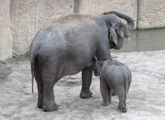 Baby elephant nursing milk from mother