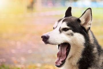 Portrait Husky dog with interesting eyes outdoors