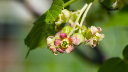 Flowers of blackcurrant on branch with bokeh background macro, selective focus, shallow DOF