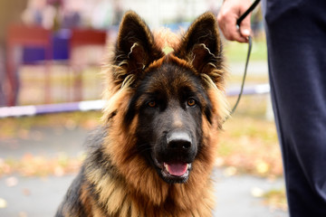 Portrait german Sheepdog with interesting eyes outdoors