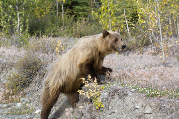 Grizzly Bär bear wildlife Canada