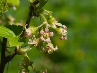 Flowers of blackcurrant on branch with bokeh background macro, selective focus, shallow DOF