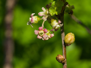 Flowers of blackcurrant on branch with bokeh background macro, selective focus, shallow DOF