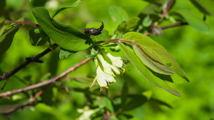 Blooming blue honeysuckle flowers on branch with bokeh background macro, selective focus, shallow DOF