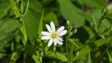 Flower Greater stitchwort or Stellaria holostea with bokeh background, macro, selective focus, shallow DOF