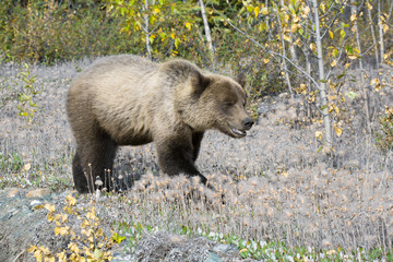 Grizzly Bär bear wildlife Canada