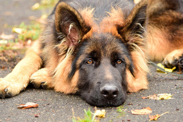 Portrait german Sheepdog with interesting eyes outdoors