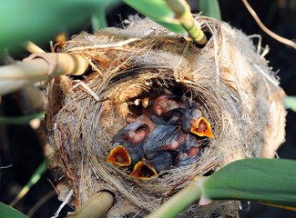 Fototapeta premium Newborn baby birds in the nest are asking for food. Fauna of Marmaris/Mugla Aegea and Mediterranean Sea region. (Shallow depth of field, close-up).