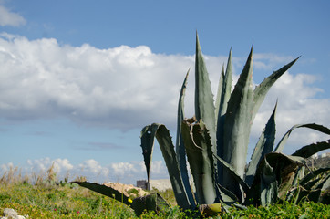Giant Aloe Vera plants over the blue sky with white clouds