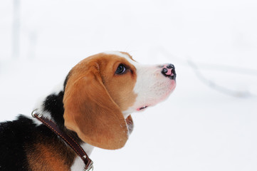 Four month old cute beagle puppy portrait against snow background