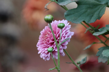 pink chrysanthemum  flowers in the garden