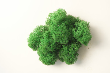 Obraz premium Color moss on white background