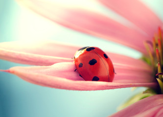 Fototapeta premium red ladybug on Echinacea flower, ladybird creeps on stem of plant in spring in garden in summer