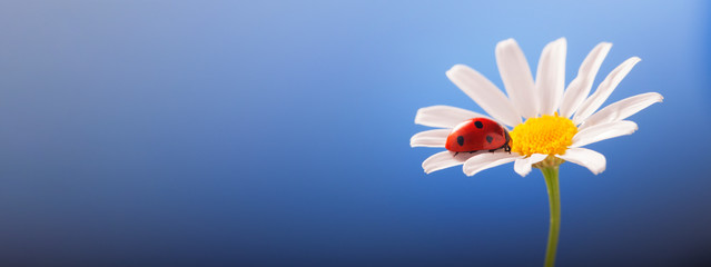 ladybird on camomile flower, ladybug on blue background © Chepko Danil