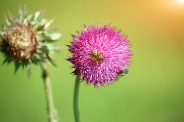 honey bee collecting pollen and nectar from flower
