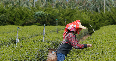 Woman pick green tea leaves in the farm