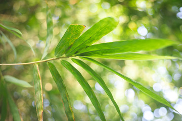 Obraz premium green leaves on stick close up with blurred soft background of nature