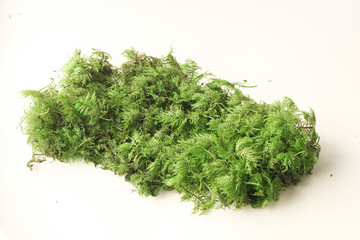 Color moss on white background