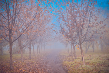 Obraz na płótnie Canvas Park in the fog. Ukraine