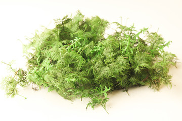 Color moss on white background