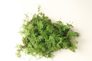 Color moss on white background