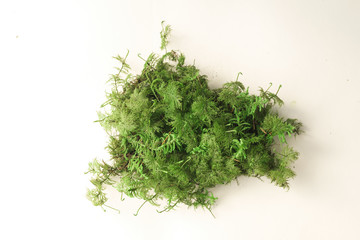 Color moss on white background