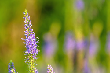 Naklejka premium Flowers Veronica. Veronica - genus of flowering plants in the family plantaginaceae