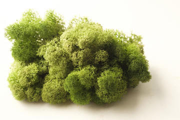 Color moss on white background