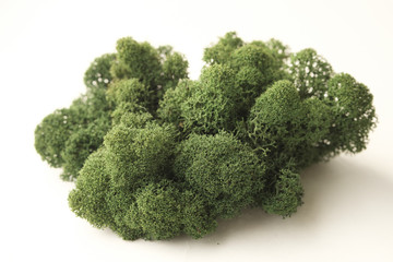 Color moss on white background